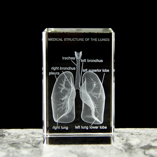 3D Crystal Lung Model Hospital Teaching Props Human Respiratory Organ Statue Paperweight Collect souvenir Gifts Home Decoration
