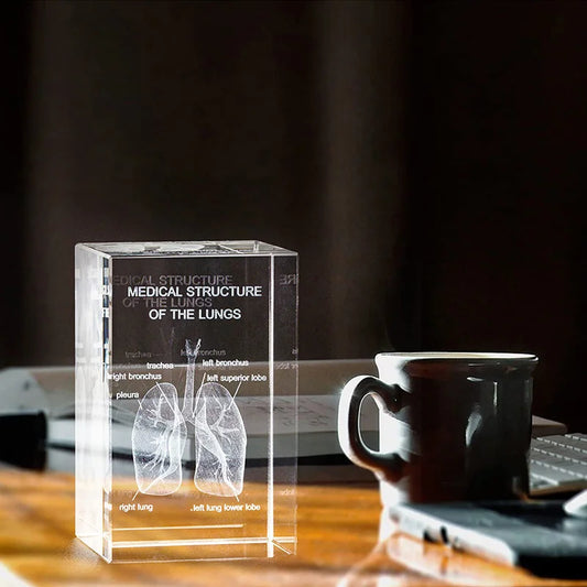 3D Crystal Lung Model Hospital Teaching Props Human Respiratory Organ Statue Paperweight Collect souvenir Gifts Home Decoration