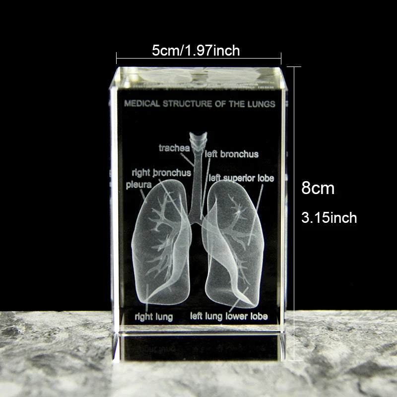 3D Crystal Lung Model Hospital Teaching Props Human Respiratory Organ Statue Paperweight Collect souvenir Gifts Home Decoration