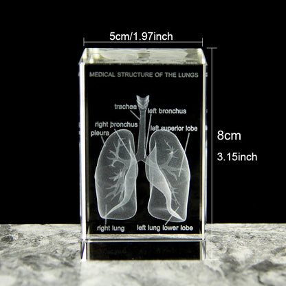 3D Crystal Lung Model Hospital Teaching Props Human Respiratory Organ Statue Paperweight Collect souvenir Gifts Home Decoration
