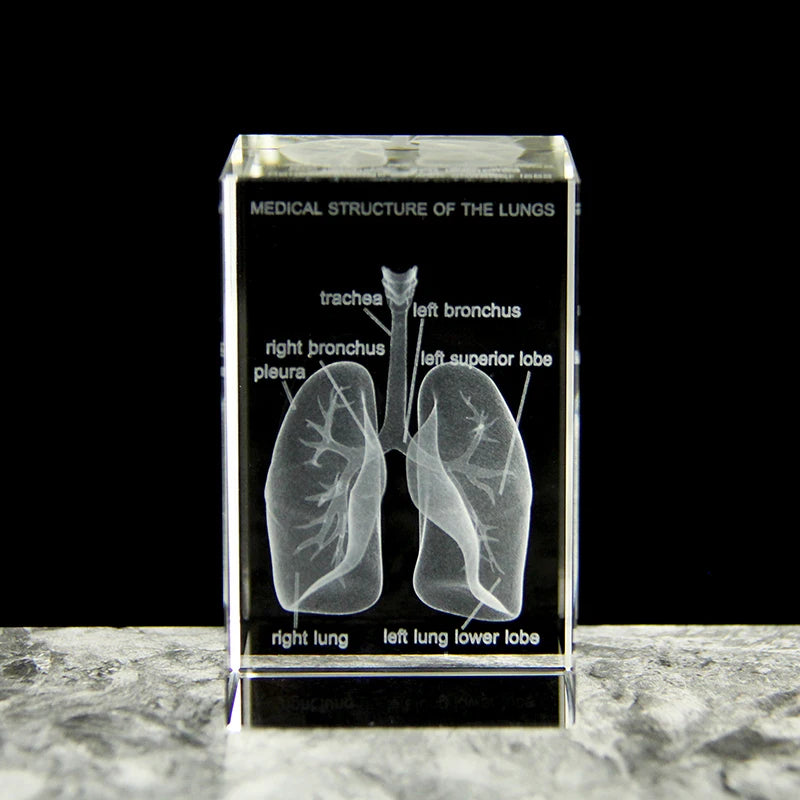 3D Crystal Lung Model Hospital Teaching Props Human Respiratory Organ Statue Paperweight Collect souvenir Gifts Home Decoration