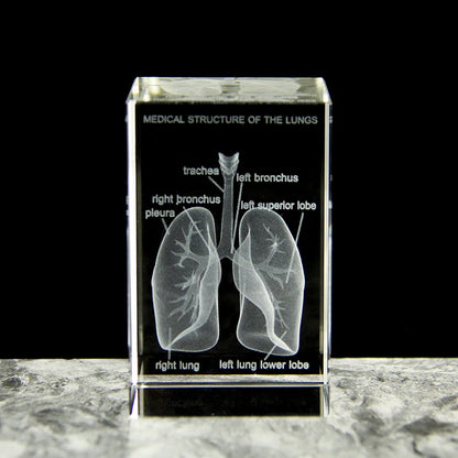 3D Crystal Lung Model Hospital Teaching Props Human Respiratory Organ Statue Paperweight Collect souvenir Gifts Home Decoration