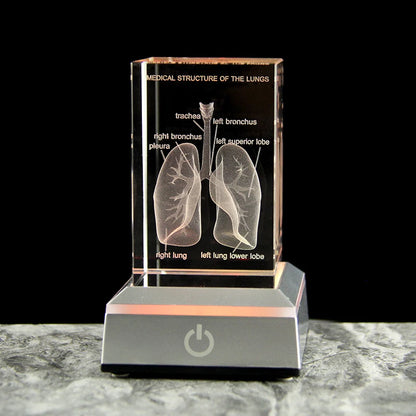 3D Crystal Lung Model Hospital Teaching Props Human Respiratory Organ Statue Paperweight Collect souvenir Gifts Home Decoration