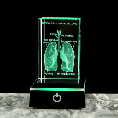 3D Crystal Lung Model Hospital Teaching Props Human Respiratory Organ Statue Paperweight Collect souvenir Gifts Home Decoration