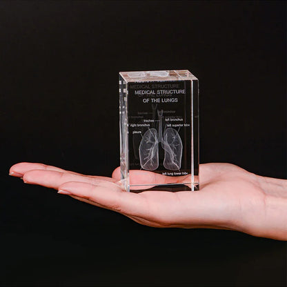 3D Crystal Lung Model Hospital Teaching Props Human Respiratory Organ Statue Paperweight Collect souvenir Gifts Home Decoration